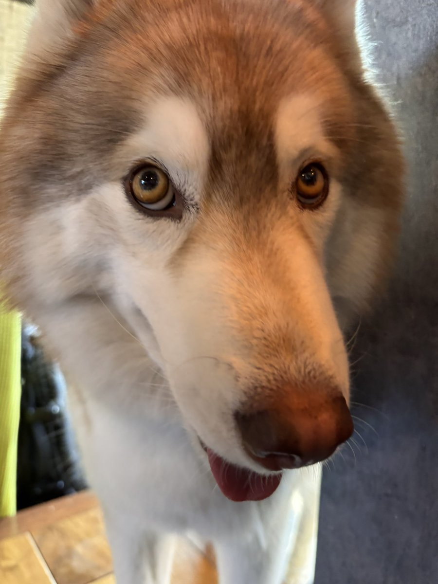 茶々丸チャチャチャ👐 (@chacha_maru1113) / Posts / X