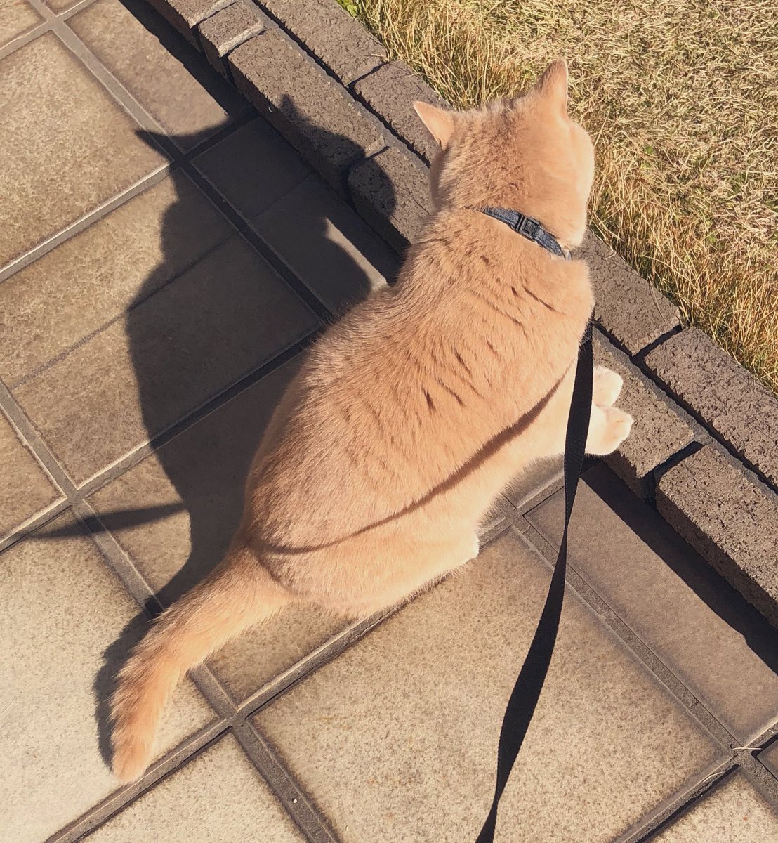 monikarusell's tweet photo. 初庭んぽ済ませ〜

ずっと体調が悪いせいか初夢は大火傷する夢でした。さすが丙午🔥

今年もどうぞよろしくお願いいたします。 https://t.co/kP96jG6SGV