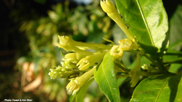 Invasive alien species (IAS) are one of the biggest causes of biodiversity loss and species extinctions, and #ClimateChange compounds the problem.

It is essential that IAS be incorporated into climate change policies. 

Our Issues Brief explains bit.ly/43sOFO5