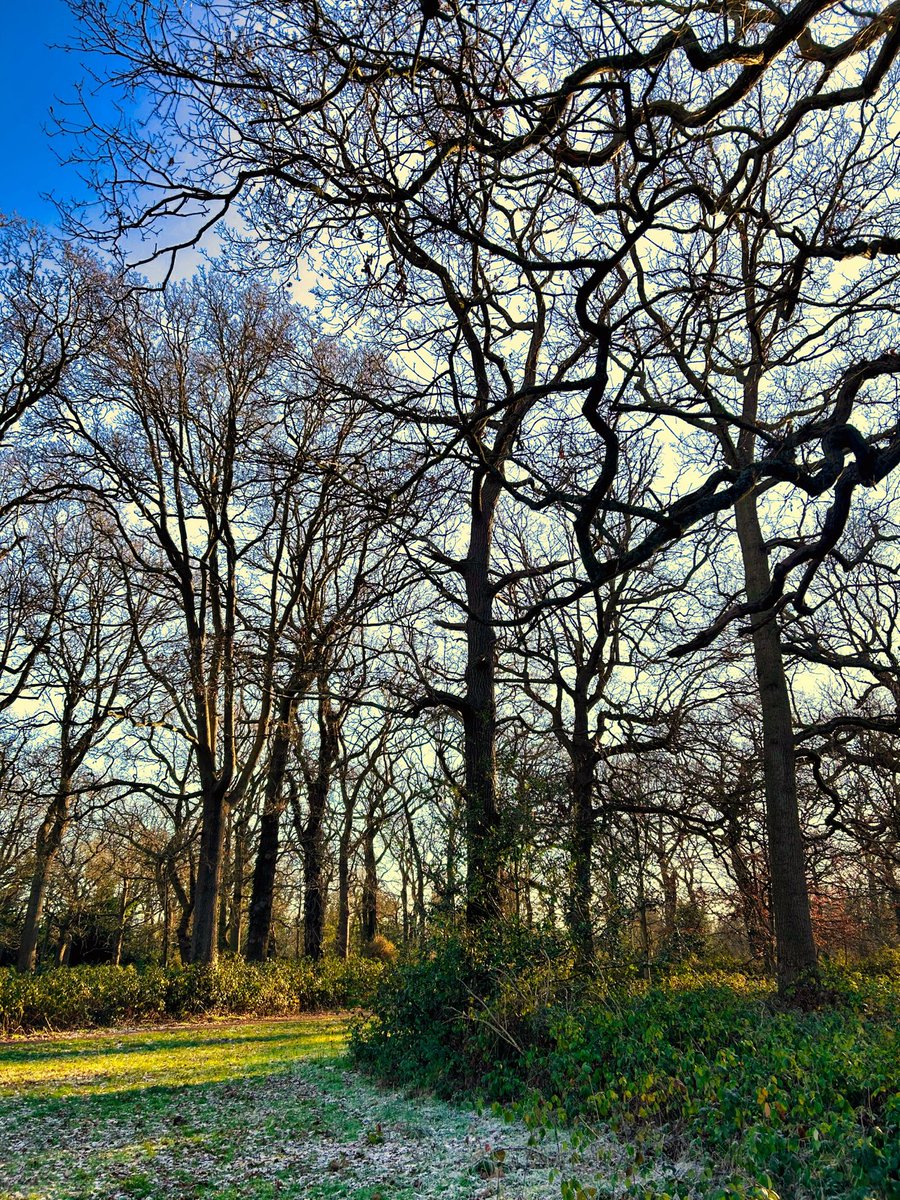 walks_camera's tweet photo. Oak wood 🌳 #trees #woodland #treeclub https://t.co/6Kq9CMtPm3