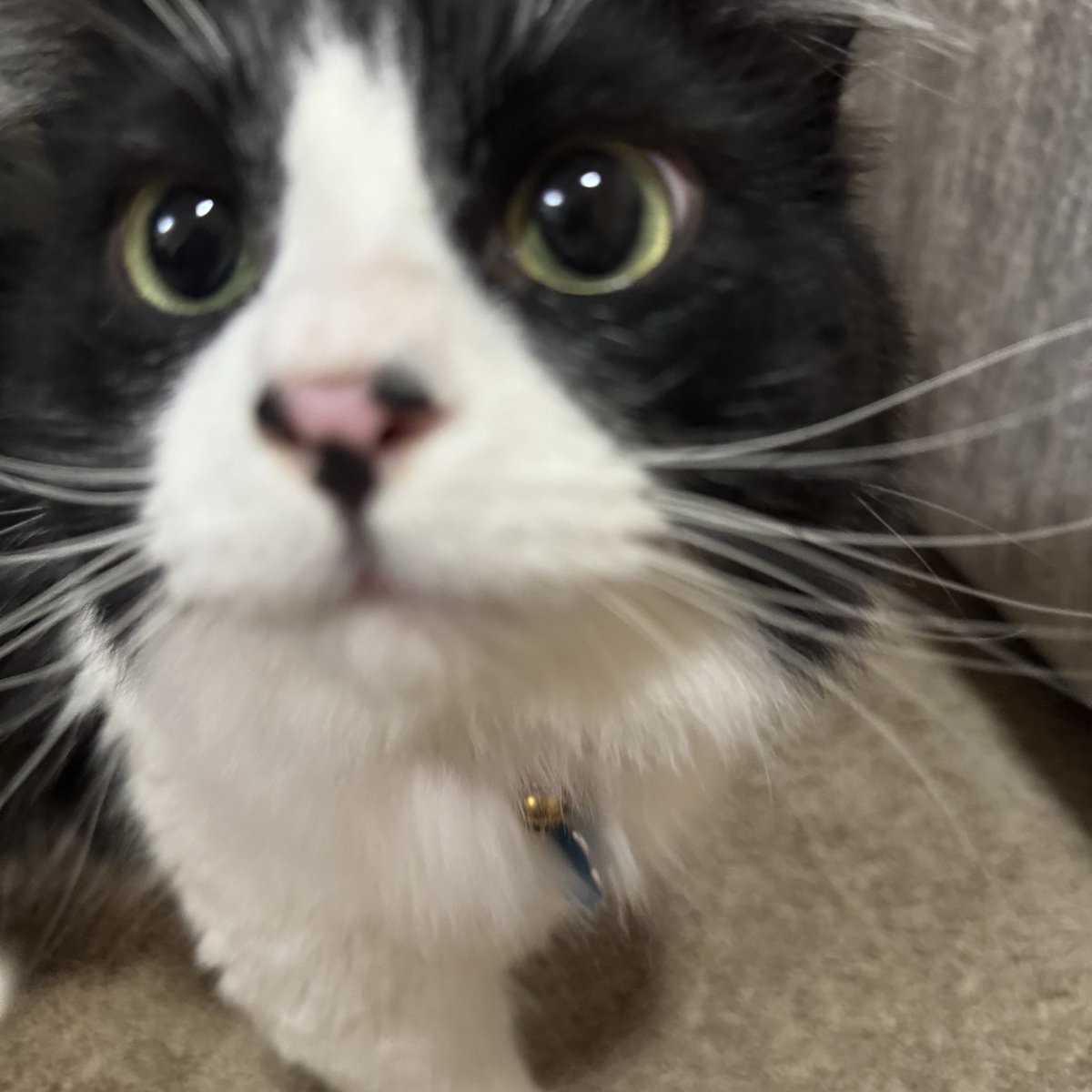 Brand new OnlyFans post! Make sure to check it out; OF: irissweets