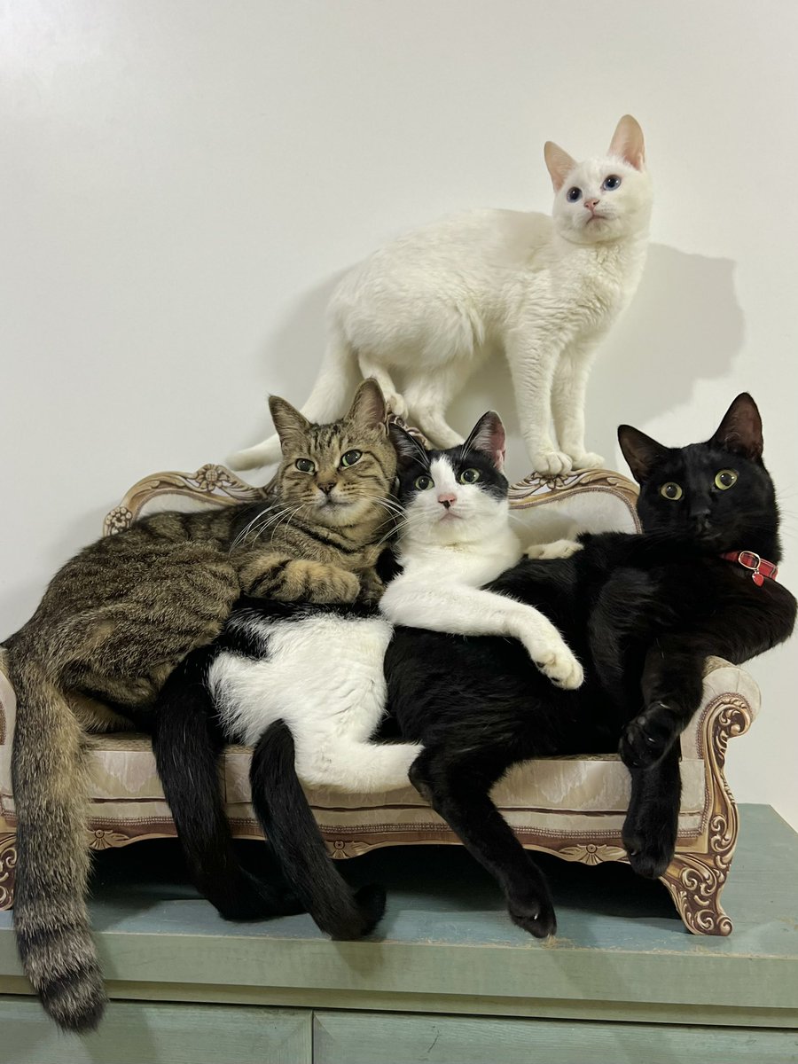 ねこやしきもふもふ tweet media