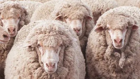 SamaHoole's tweet image. British sheep produce 70,000 tonnes of wool annually. Used for carpets, insulation, textiles, and traditional products.

The environmental alternative is petroleum-based synthetic fiber. Which is plastic. Made from oil. Non-biodegradable. Sheds microplastics in washing. Ends up…