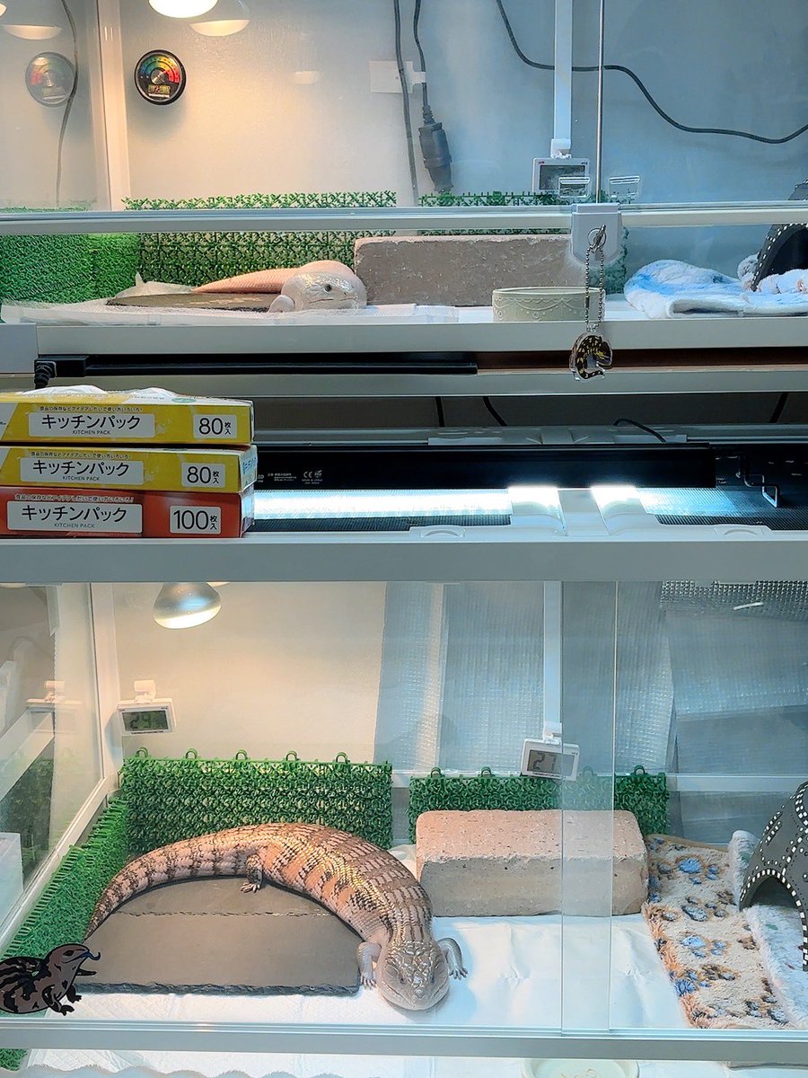 白と茶色の餅が落ちてる