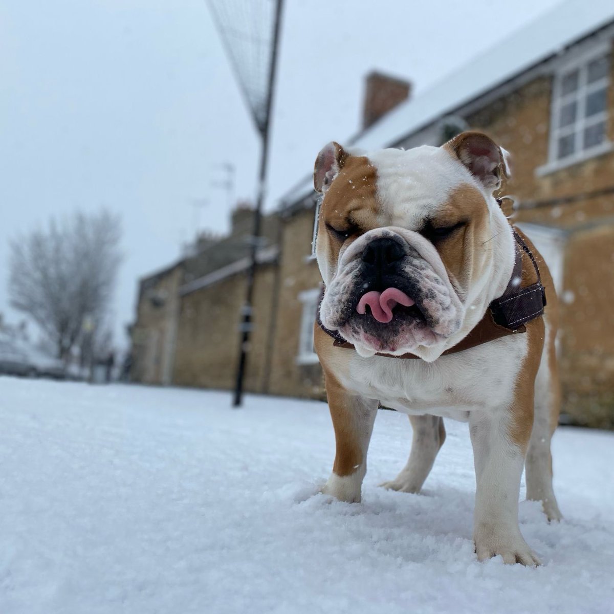 barney_bulldog's tweet image. In January of my first winter we had snow ⛄️ and right now it’s cold enough for some more!! Happy #ThrowbackThursday 🐶🐾❤️ Barney #BarneyTheBulldog #DogsOfTwitter #DogsOfX #DogsOfIG #DogsOfFacebook #Bulldog #EnglishBulldog #Puppy