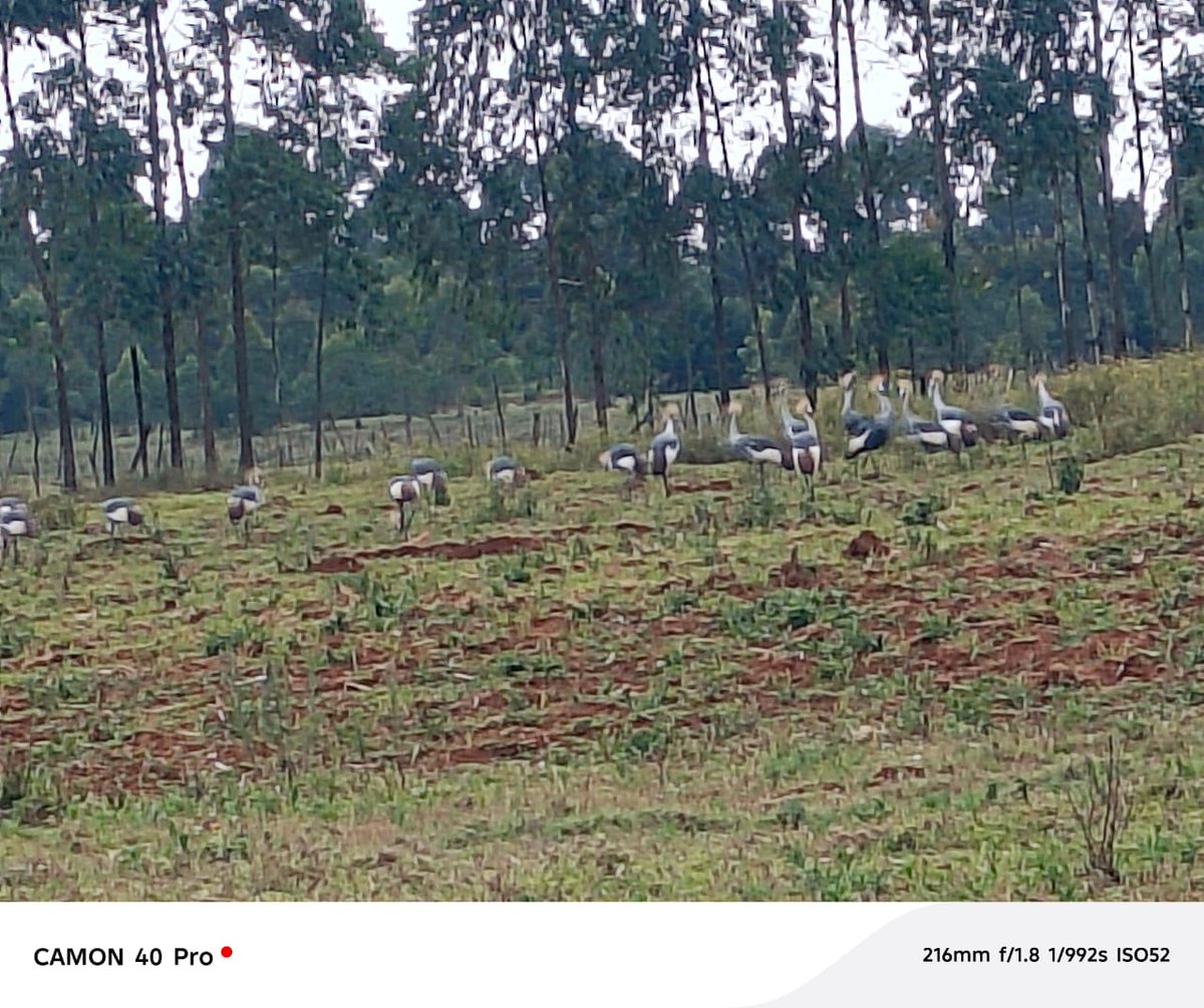 David Busienei tweet media