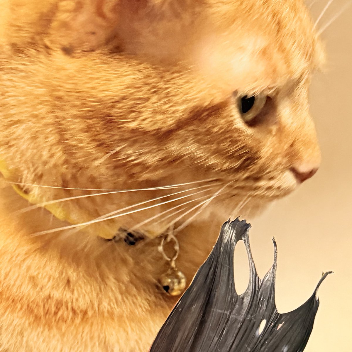 おねこさん🐈 (@moto_jia) / Posts / X