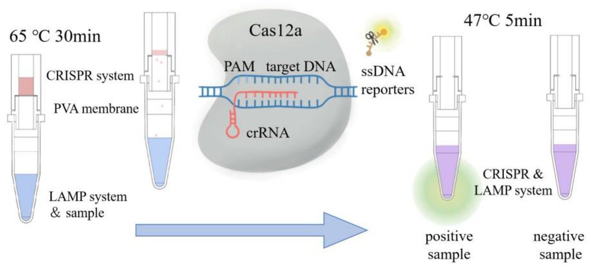 Biosensors_MDPI's tweet photo. 📣Call for Reading:
#Article
A Designed Vessel Using Dissolvable Polyvinyl Alcohol Membrane as Automatic Valve to Couple LAMP with CRISPR/Cas12a System for Visual Detection
by Tianyi Yang, et al.
https://t.co/0VdOBulaqZ
#CRISPR #PVA #VisualDetection
#biosensors #openaccess https://t.co/Ita5qQs8Yu