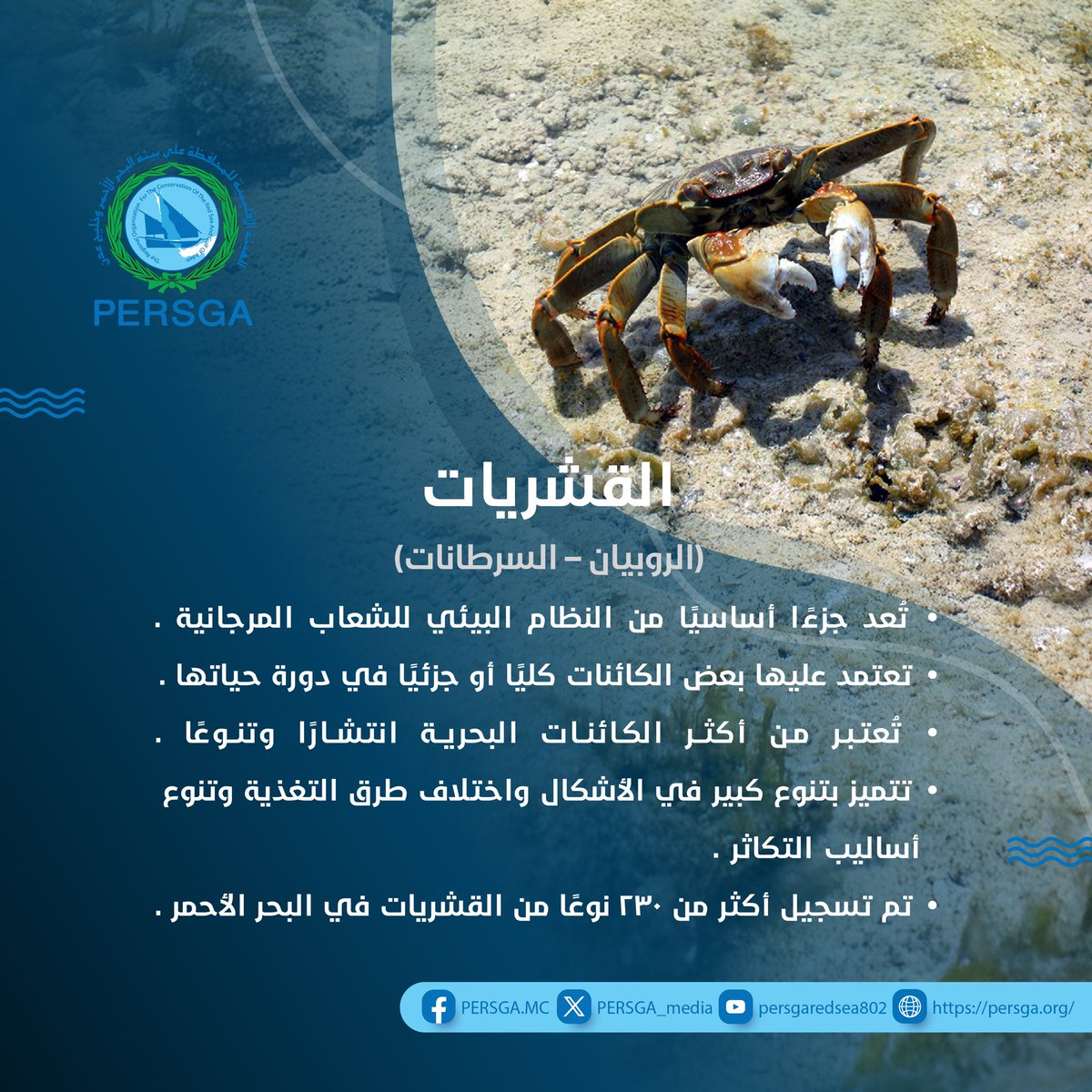 تضم الشعاب المرجانية العديد من #القشريات التي تعتمد عليها كليًا او جزئيًا في دورة حياتها.