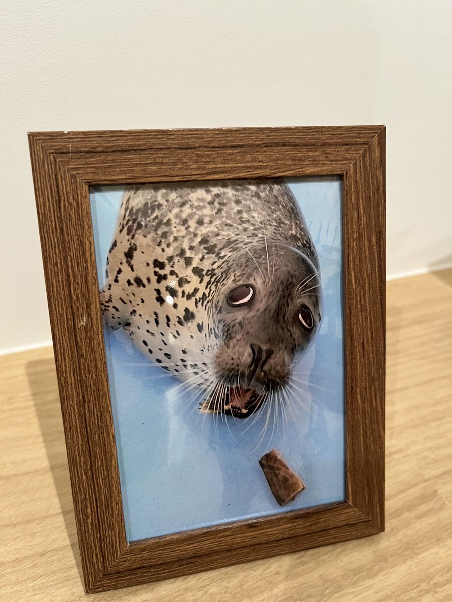 s_azrs9500's tweet image. とっかりセンターの写真展で展示してあったキョロちゃんの写真が忘れられない笑
もう最高🤣