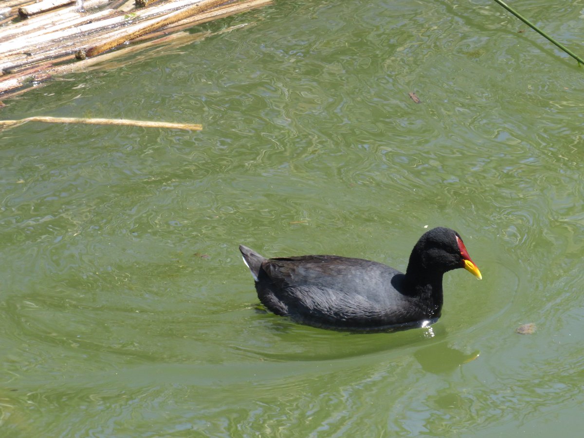 juane15's tweet photo. #Taxojueves de #Gruiformes
Ipacaá (Aramides ypecaha)
Gallareta ligas rojas (Fulica armillata)
Gallareta escudete rojo (Fulica rufifrons)
Carau (Aramus guarauna)
Impensado que el Carau sea pariente de las gallaretas, no? https://t.co/w5MUmDWtWq