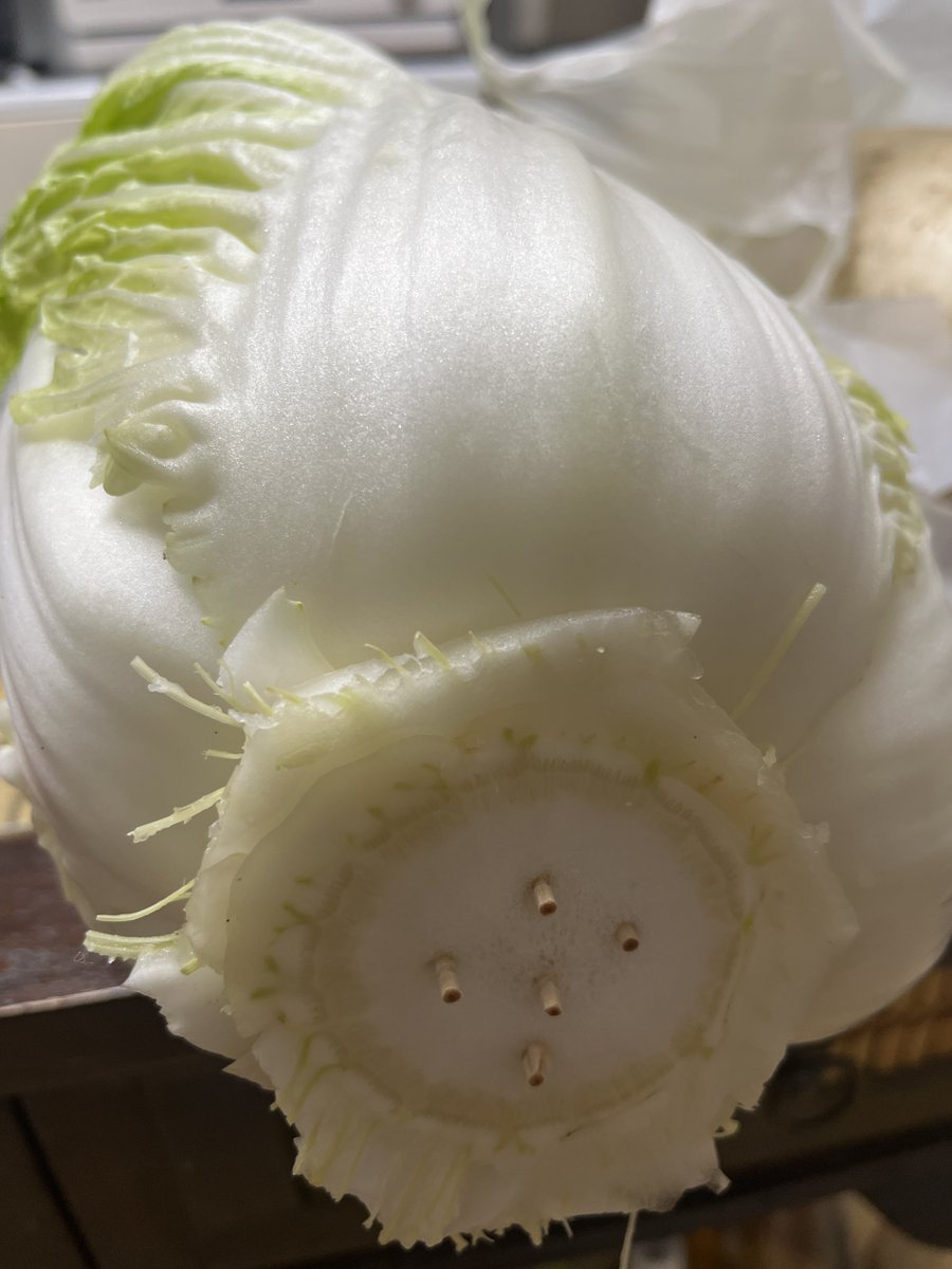 193fp's tweet image. 知ってるだけで食費ほんと変わるよ。ウチは2人暮らし。白菜は丸ごと買って芯につまようじをブスっと突きさしておく方がコスパがいい。刺したとこは成長点って言われてて元気だと買ったあとも中から葉を伸ばそうする。外側の水分と栄養を吸い上げ続けるから外葉がしなしなになって腐りやすくなるわけ。…