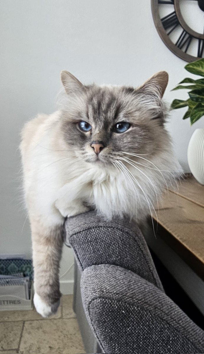 zaagvis's tweet image. Goedemorgen, vandaag een tip van Lena onze poes #Relax!

En ##SpreadTheLove