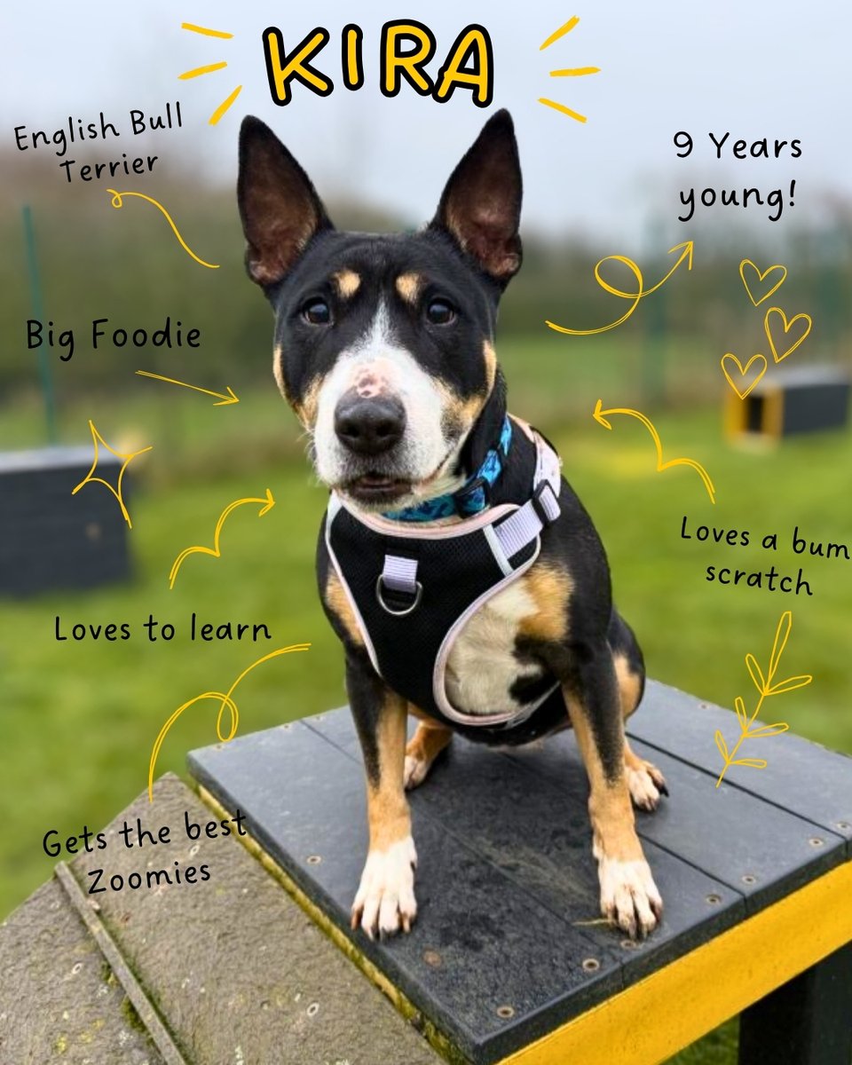 DT_MANCHESTER's tweet photo. 📣 CALLING ALL ENGLISH BULL TERRIER FANS 📣

This gorgeous bean is Kira, an Underdog @DT_Loughborough who is struggling to be seen so we thought we could show her off and hopefully her forever home sees this🥰

Find out more➡️ https://t.co/VCAxru1sSZ

#DogsTrust #EBT #FindMeAHome https://t.co/i5eVvhx7jt