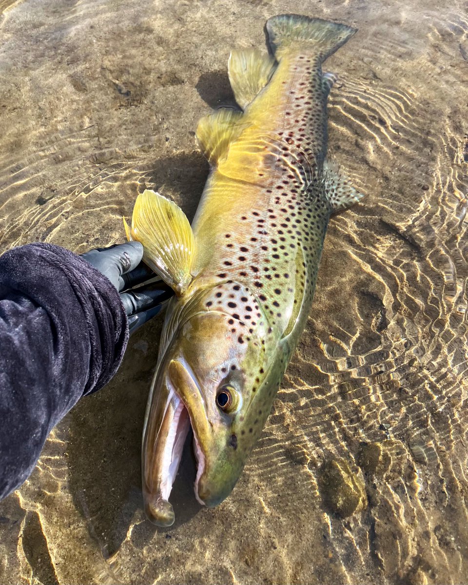 とことこ🚶‍♀️みーちゃん🐰 (@miiichan_1225) / Posts / X