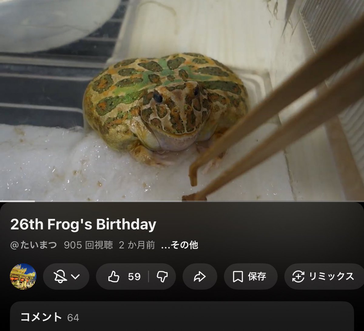 моя римская империя — это аккаунт японского дедушки, который раз в год выкладывает видео про его лягушку-долгожительницу (обычно они живут около 10 лет), — вот ей 21, 22, 23, 24, 25 лет… каждый год трясусь, что нового не будет, но вот — лягушеньке 26 лет!