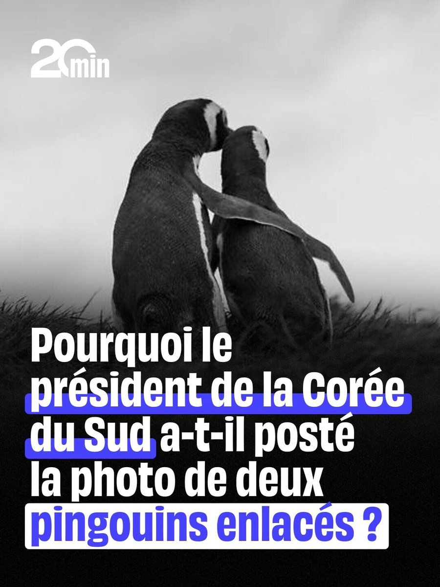 Les pingouins de la réconciliation ?
➡️ 20min.non.li/2e