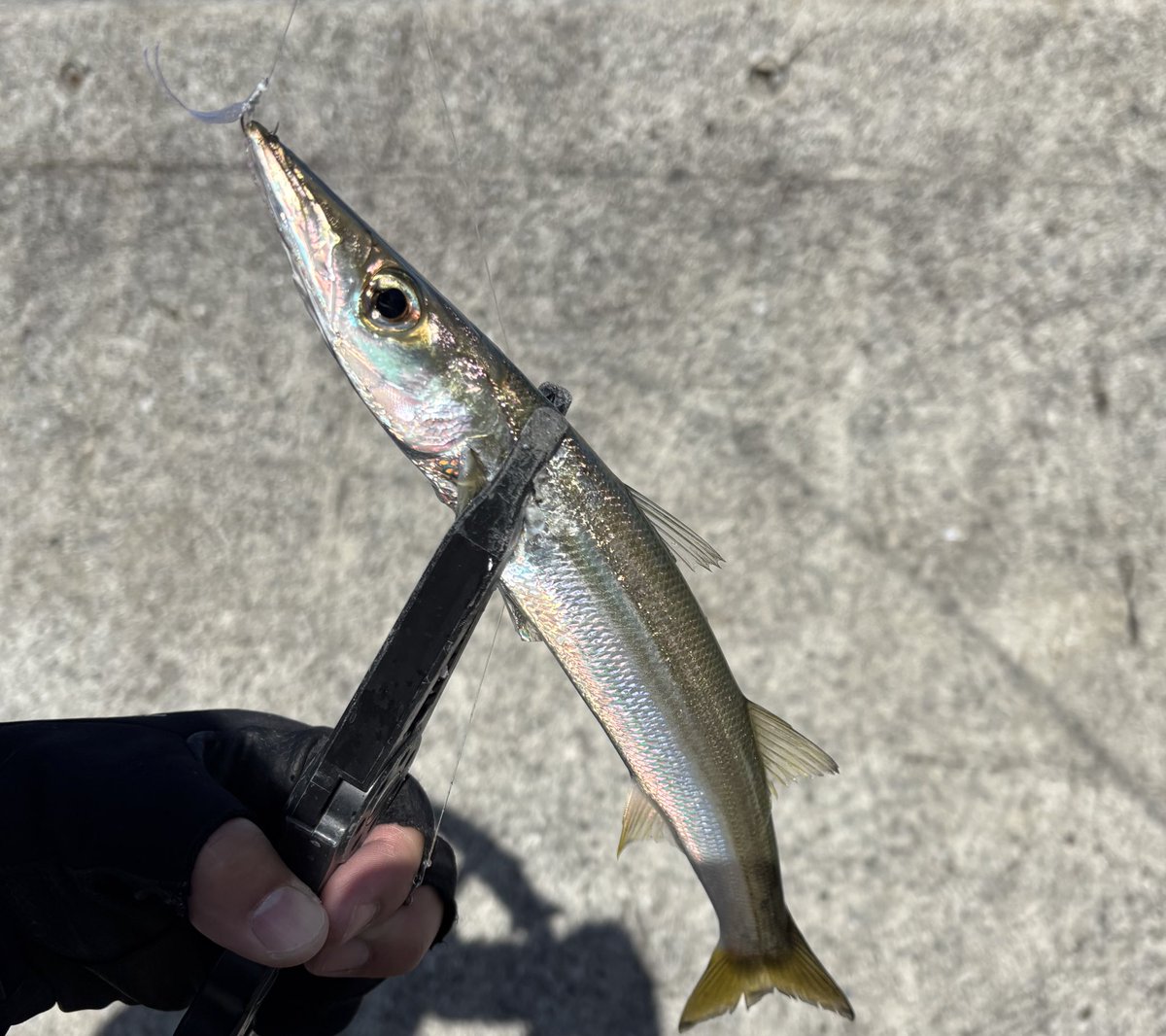 ichimiyan0129's tweet image. 爆風でしたが、ジャッカルのジグサビキでカマシング！
そのカマスがヤズに変わり、息子の笑顔になりましたw