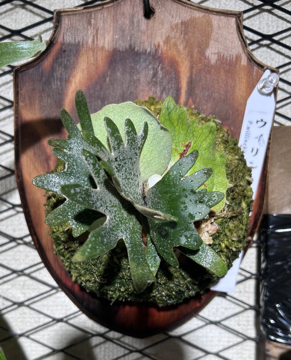 fu1978i's tweet photo. 久しぶりの草活
サンシャインラン展へ
会場全体が蘭の花の良い香り
購入品は
デンドロ　セニール
ドリナリア　リギデュラ
OMG

#サンシャインらん展
#ドリナリア
#ビカクシダ https://t.co/lvj4DOiu9n