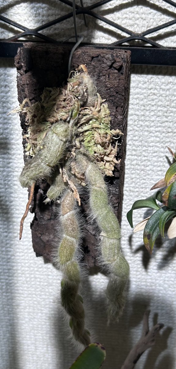 fu1978i's tweet photo. 久しぶりの草活
サンシャインラン展へ
会場全体が蘭の花の良い香り
購入品は
デンドロ　セニール
ドリナリア　リギデュラ
OMG

#サンシャインらん展
#ドリナリア
#ビカクシダ https://t.co/lvj4DOiu9n
