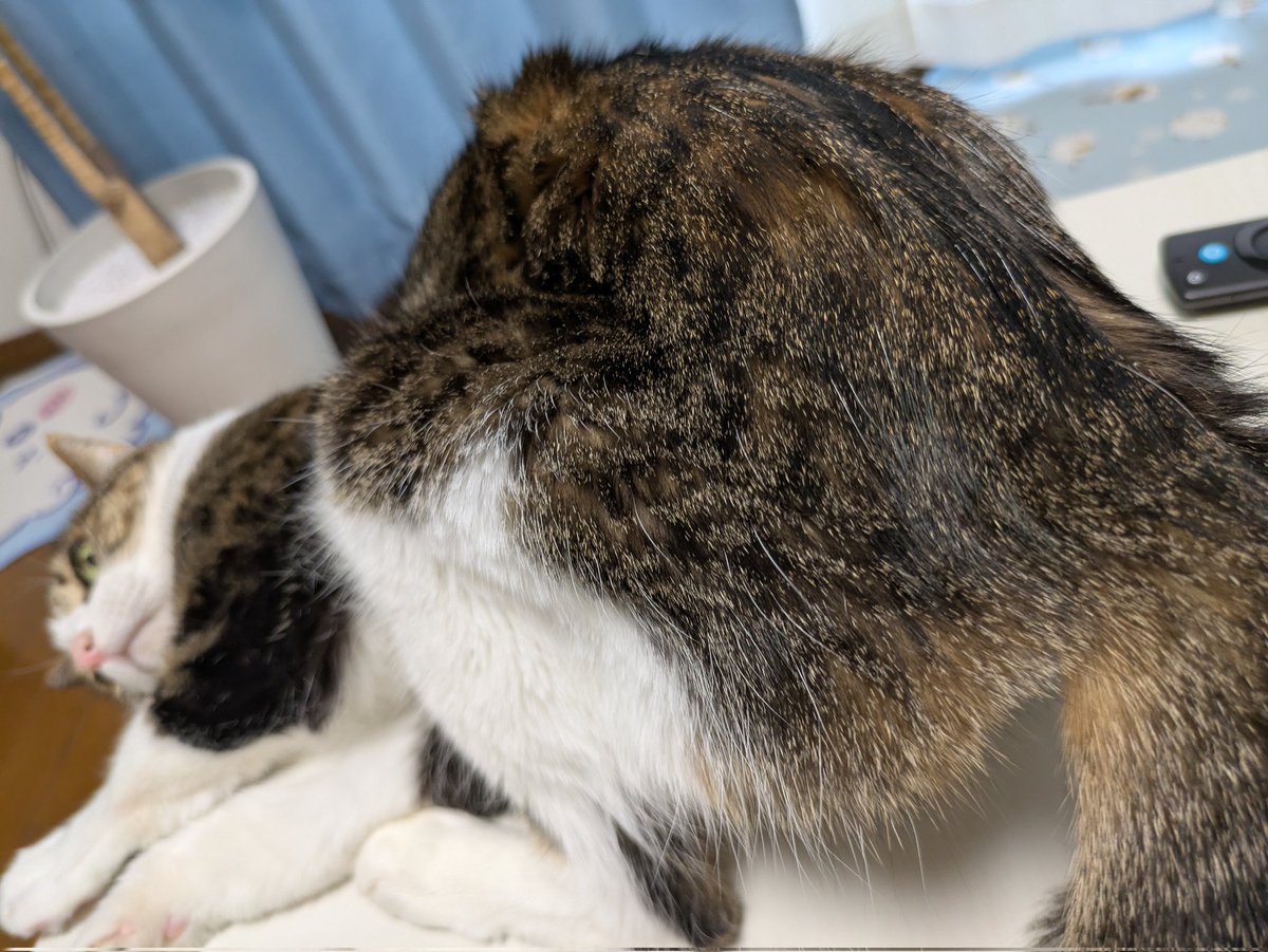 モフモフ様ご依頼用38 mamoさん専用 もも様 もももさま専用①】4点セット ☆【moumouさま専用