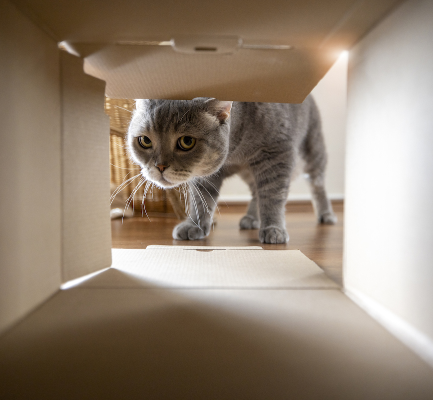 vetselection_de's tweet photo. Spielen Ihre Katzen auch lieber mit der Verpackung als mit dem Spielzeug? 😆 https://t.co/kZPwZiiP89