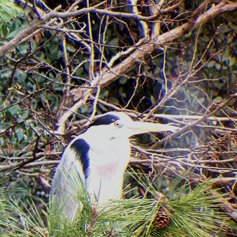 つよし　幻の「白鷺」 つよし 幻の「白鷺」 つよし様専用 幻の「白鷺」
