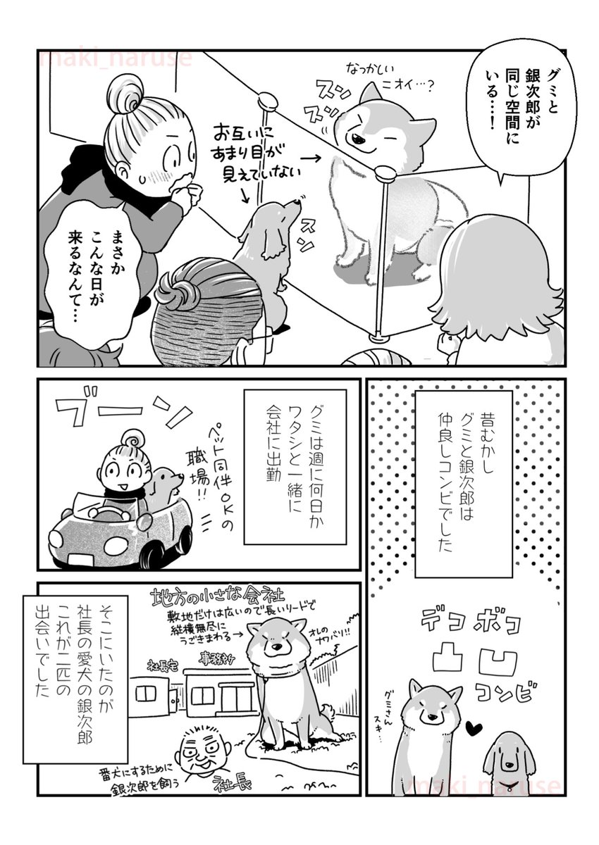 再会した老犬たちの漫画です(2/2)

#グミ銀
#グミ王子
#柴犬銀次郎
#真希ナルセ 