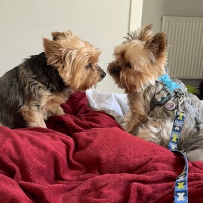 Lord Billy (oh, and Beatrix) tweet media