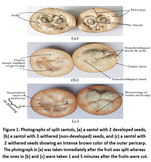 crnfsjournal's tweet image. Can osmo-dehydrated fruits and smart sweetener substitution pave the way for healthier, shelf-stable confectionery?

Full study available at: bit.ly/42EXI0j

#FoodProductDevelopment #ReducedCalorieFoods #GummyJellies #OsmoDehydration #Santol #FoodTexture #WaterActivity