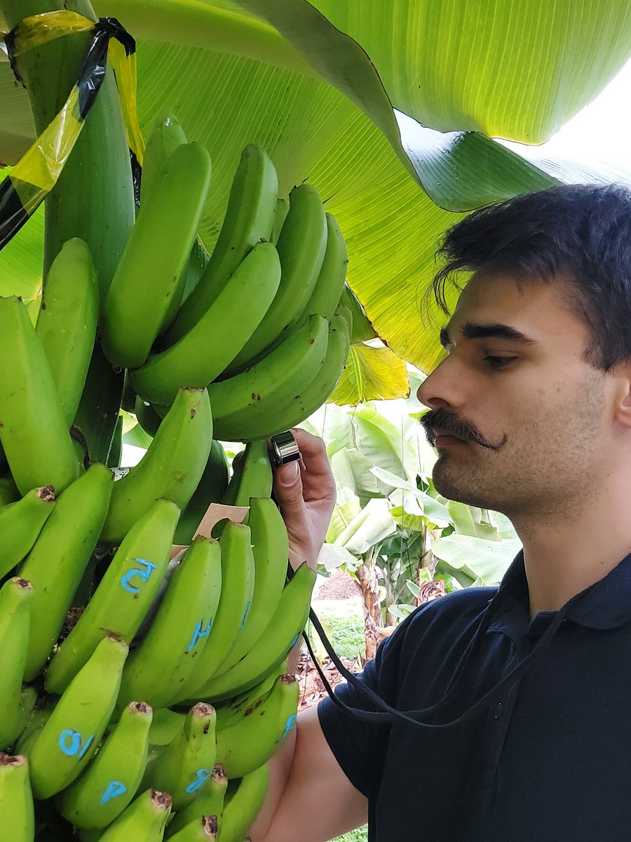 Dentro del proyecto #Alsemac, estamos realizando un ensayo de control biológico contra el Hercinothrips femoralis.
Estos conteos nos permiten medir la capacidad de establecimiento y la tasa de depredación de los enemigos naturales, para definir protocolos eficaces de control.
