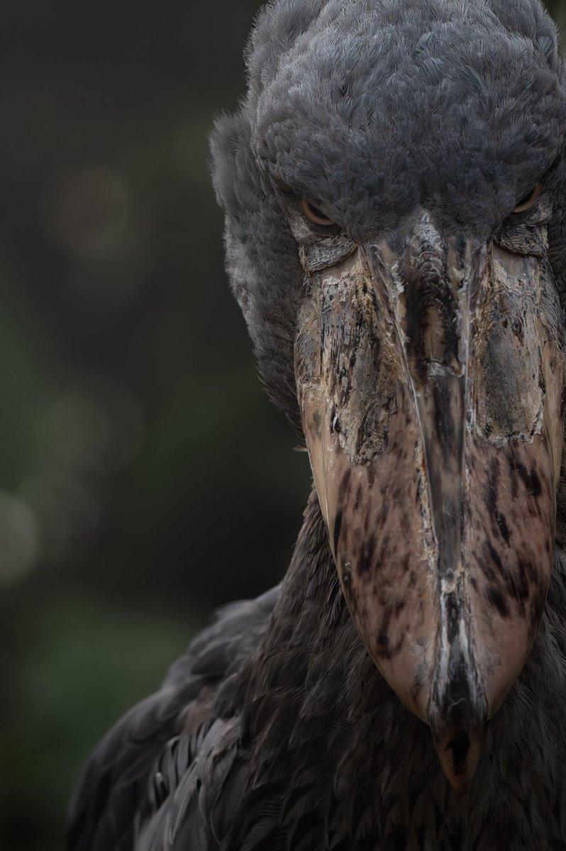 むぎ (@mugimugi_z) / Posts / X