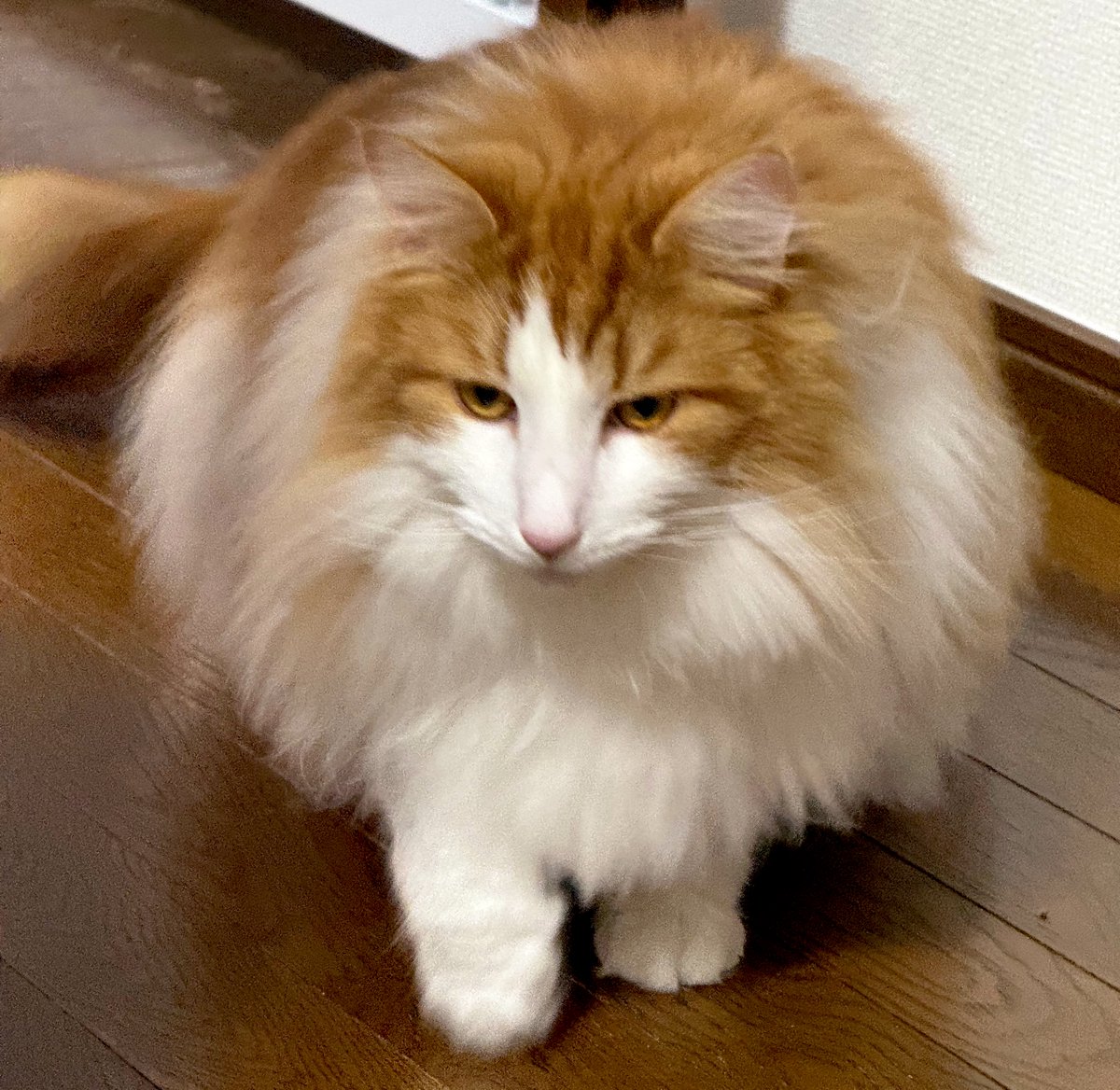 忍び寄るのがバレてないつもりのねこ