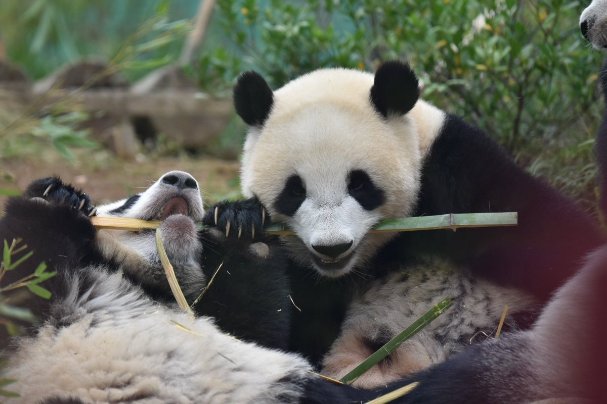 パン友さんに誘っていただいて
初めてシャオレイを観た日
シャオくんに一目惚れしたな〜