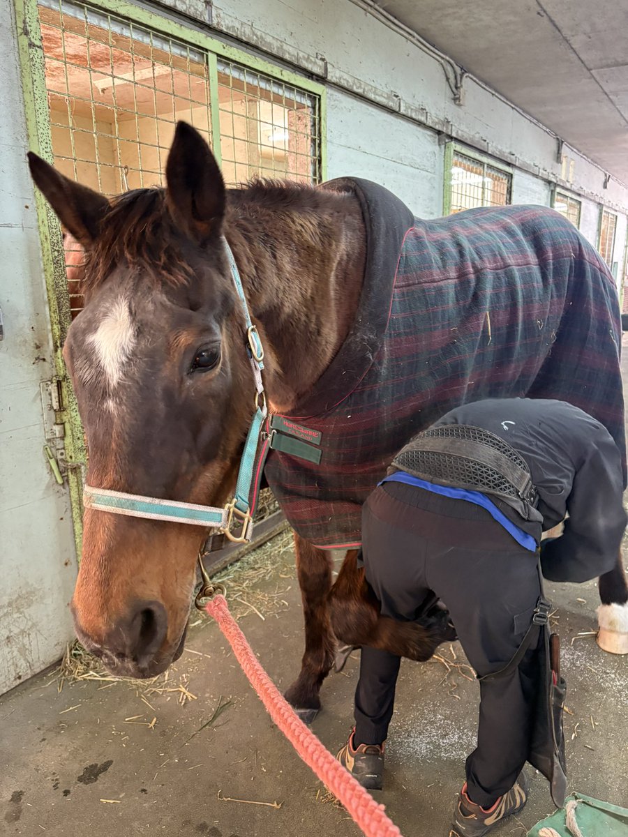 villa_lake's tweet image. 今年初の削蹄のドーベル姐さん。

日々、放牧で鍛えている事もあり、フラつきなどは微塵もみせず、蹄にセンカンも入る健康的な伸びっぷりでした。
（センカンは蹄を切る道具です。大きなハサミのような爪切りといった感じです）…