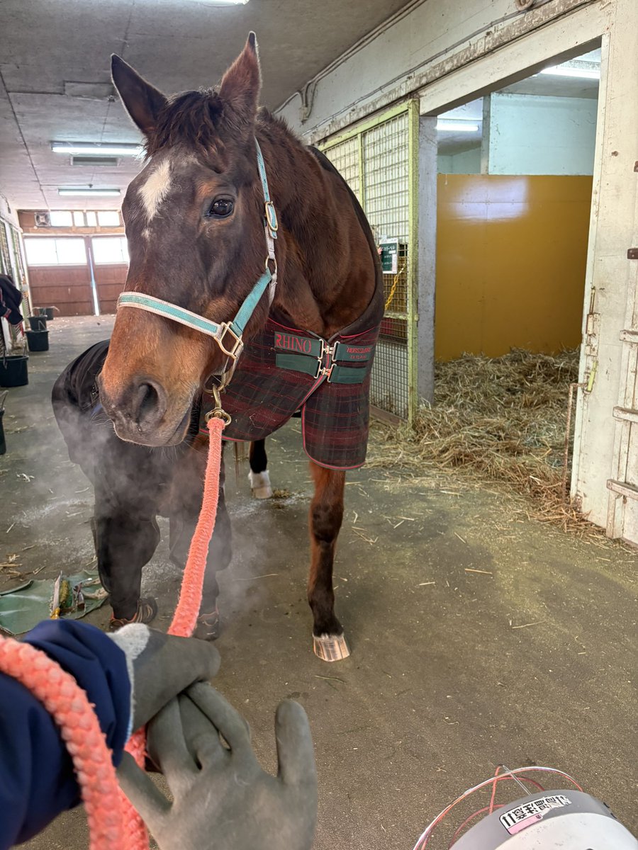 villa_lake's tweet image. 今年初の削蹄のドーベル姐さん。

日々、放牧で鍛えている事もあり、フラつきなどは微塵もみせず、蹄にセンカンも入る健康的な伸びっぷりでした。
（センカンは蹄を切る道具です。大きなハサミのような爪切りといった感じです）…