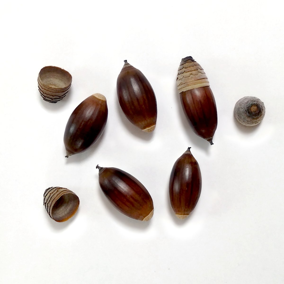 どんぐり 2000個 10月採取 水洗い 煮沸処理 陰干し 砲弾型 磨き 即日 どんぐり 2000個 10月採取 水洗い 煮沸処理 陰干し 砲弾型 磨き 即日