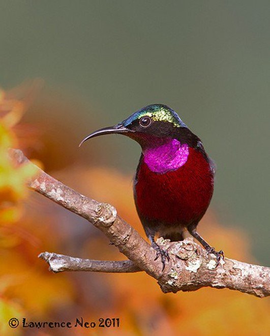 Just admiring this dazzling Purple-breasted Sunbird (Nectarinia purpureiventris) from the highland forests of Uganda and nearby countries (photo: Lawrence Neo)