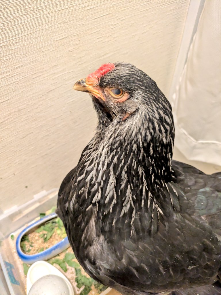 赤兎🦃元気にモリモリ食べてくれてます。
多分『よくわからないけど美味しいもの沢山食べさせてくれるし狭いけど寒くない嬉しいな🦃』くらいには思っててくれたらいいな…