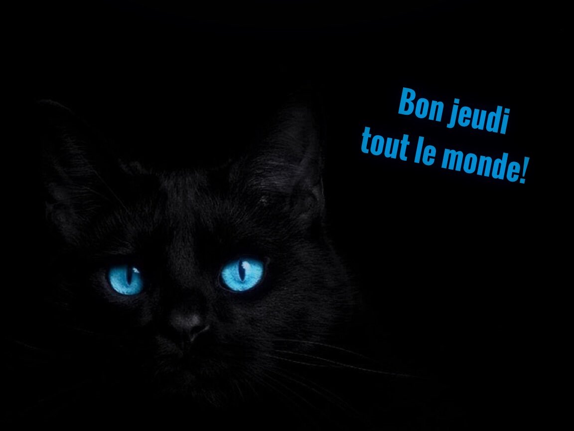 Anecdote amusante sur les chats chez les amis, image size:1152x864