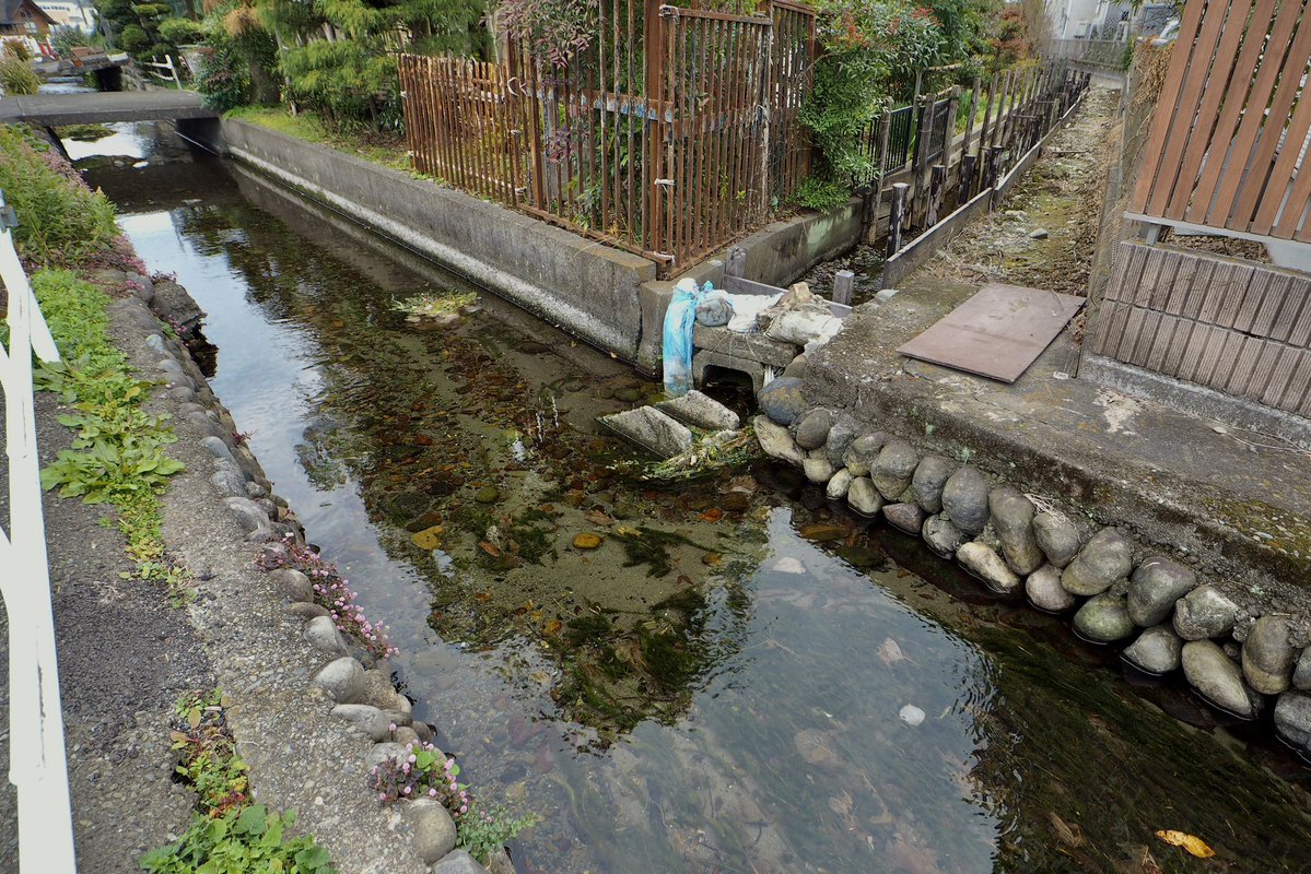 frog_frog's tweet image. 田んぼへの細い水路の分岐点
〔府中用水谷保分水／国立市〕