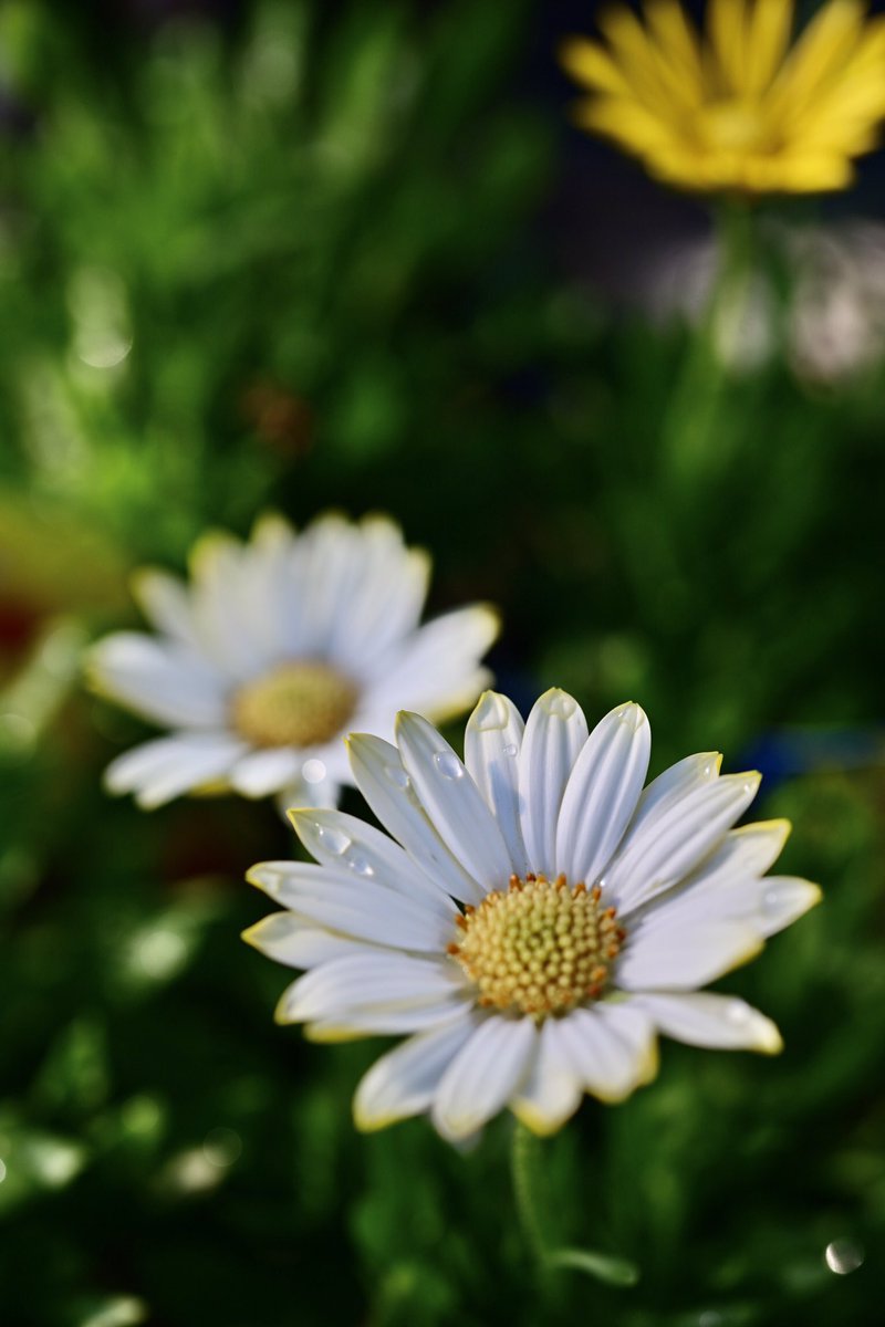 Flower Photo Club Community on X - 4.5K Members