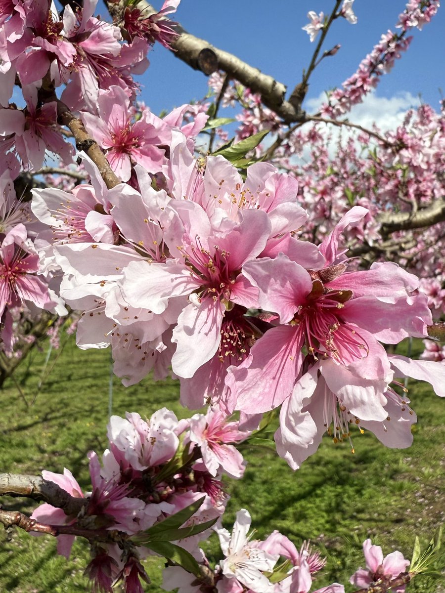 桃源郷を巡るお花見サイクリング『桃と桜のサイクリング2026』が、4月