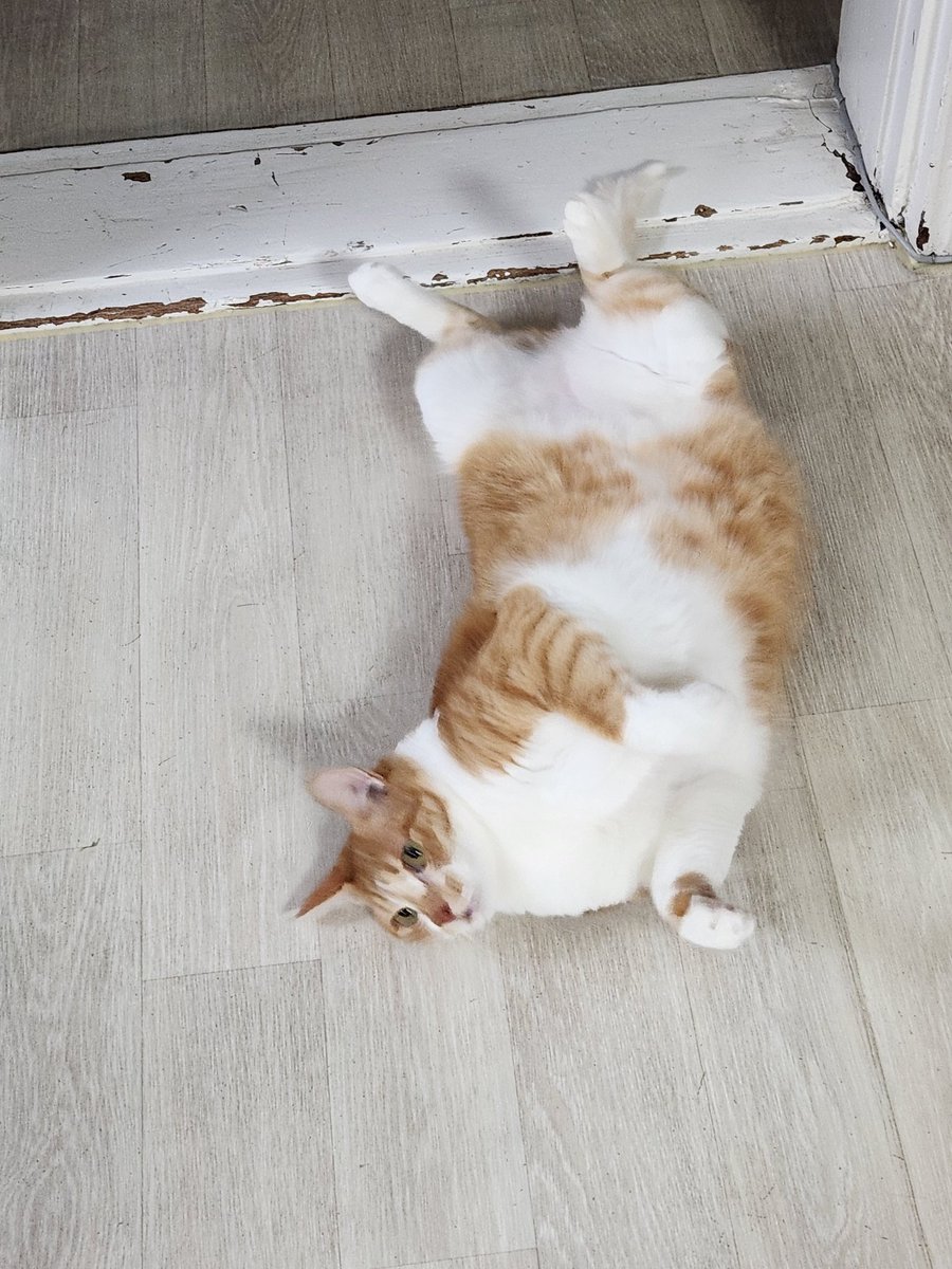 이 사악한 고양이는 내 침대에 토해넣고 이러고 있다... 퇴근하자마자 코인세탁소가소 이불빨래 돌림..ㅠㅠ