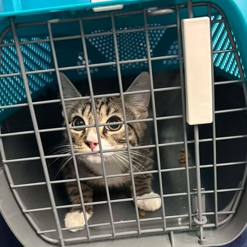 ScotRail's tweet image. 🐈 Anyone missing a kitten? 

This wee soul was found onboard one of our services, if you've left them behind by accident, please get in touch with us directly, so we can look to get them back to you. Rest assured, it's a little frightened, but safe and sound.