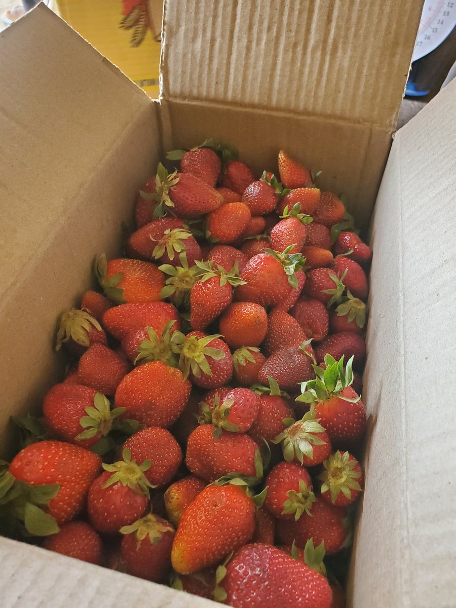 Dan Girman Allah Help Me Retweet.

I sell Strawberries.
Each pack is 4k

📍delivery within Kano🚚