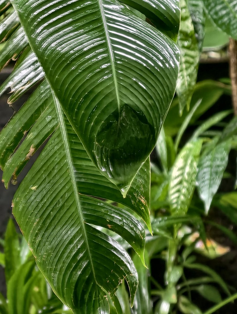 baskomplastik's tweet image. 