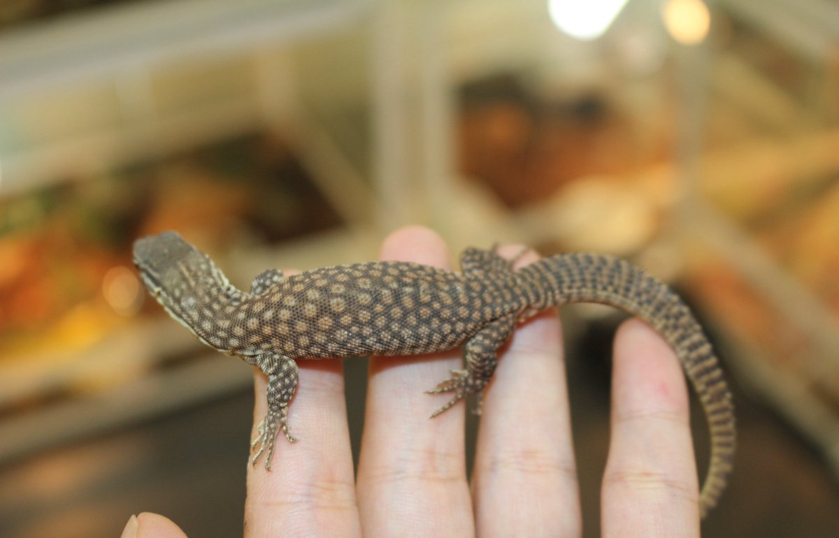 ずっと人気♪ リッジテールモニター選べる数在庫ございます https://t.co/FTumJi72kt