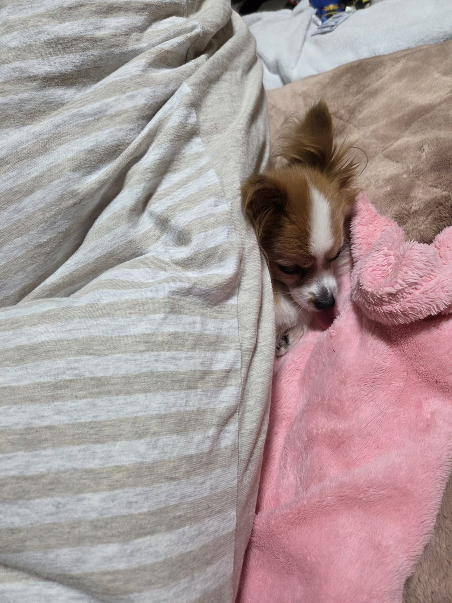 両親と私は、いたって元気なので、早くユズちゃんと一緒に寝たいです