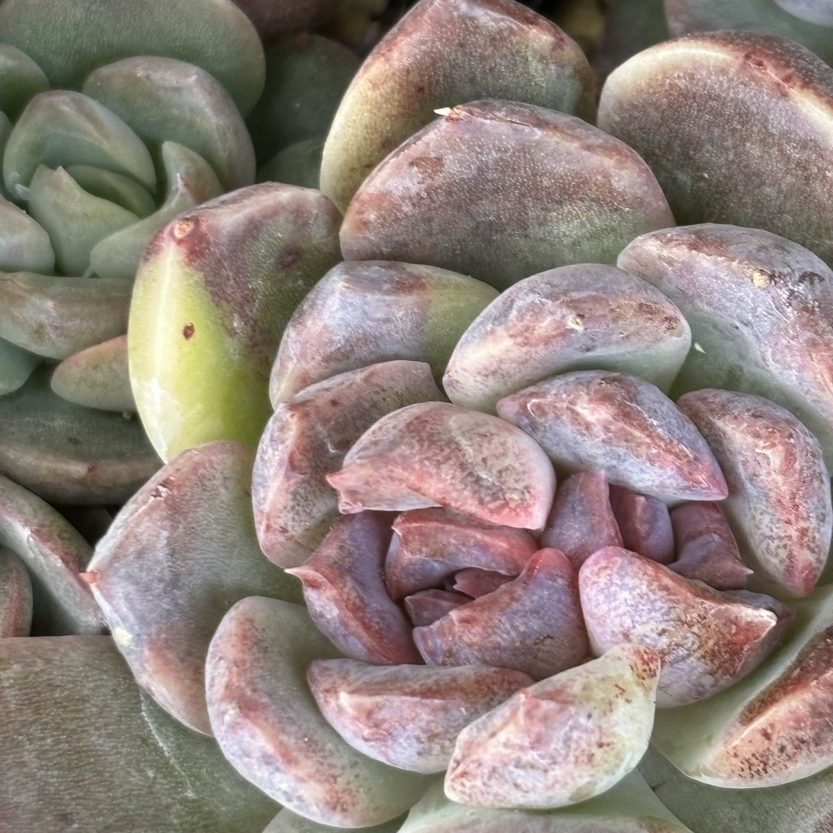 枯葉取りしてたら、お爪💅がすごい子を発見😳
後、ブラック系の子から、すこーしだけ斑入りがあったり。
できるだけ、丁寧にみたいなぁぁ🪷⟡.·*.